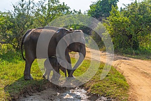 Indian elephant walking through Hurulu eco park in Sri Lanka