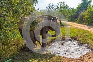 Indian elephant walking through Hurulu eco park in Sri Lanka