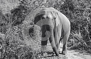 Indian Elephant walking in Jungle in Chiang Mai Thailand