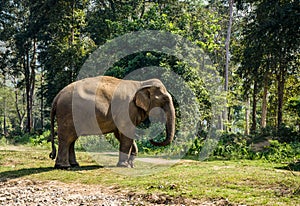 Indian Elephant walking in Jungle in Chiang Mail Thailand