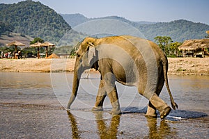 Indian Elephant walking in River in Chiang Mai Thailand