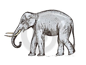 Indian elephant. wild animal in warm country. engraved hand drawn realistic in old sketch, vintage style.