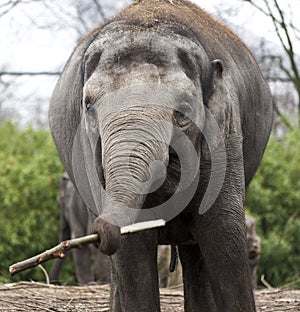 Indian elephant. Indian elephant in the zoo aviary