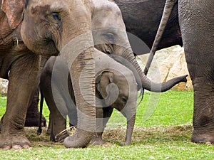 Indian Elephants