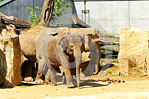 Indian elephants