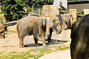 Indian elephants