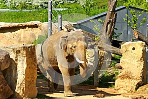 Indian elephants