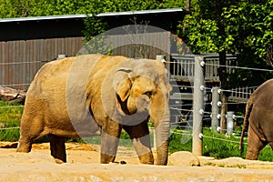 Indian elephants