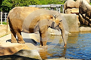 Indian elephants