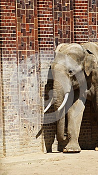 Indian elephants