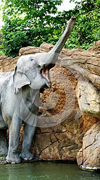 Indian elephants