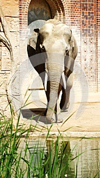 Indian elephants