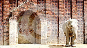 Indian elephants