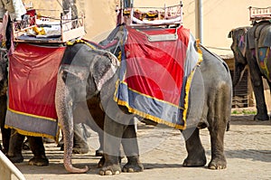 The Indian elephants at Amber`s fort India