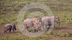 Indian Elephants with Baby in Meadow