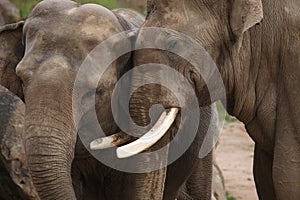 Indian elephants (Elephas maximus indicus)