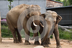 Indian elephants (Elephas maximus indicus)