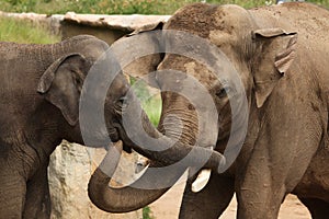 Indian elephants (Elephas maximus indicus)