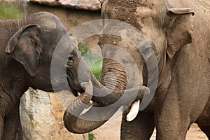 Indian elephants (Elephas maximus indicus)