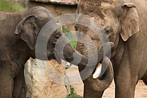 Indian elephants (Elephas maximus indicus)