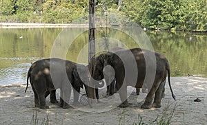 Indian elephants enjoying good wather and playing