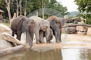 Indisch elefanten Familie Prag tiergarten 
