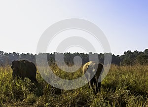 Indian elephants in Jim Corbett National Park, India