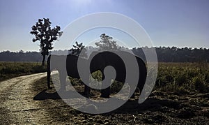 Indian elephants in Jim Corbett National Park, India