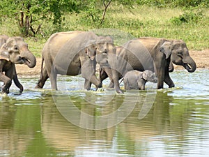 Indian elephants at watering hole