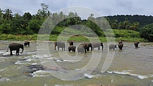 Indian elephants at a watering place