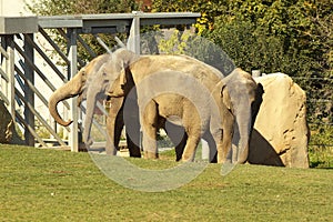 Indian Elephants in ZOO