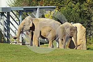 Indian Elephants in ZOO