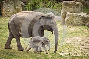 Indian elephants in the zoo habitat.