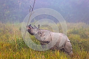 Indian endangered Rhino in Kaziranga National Parc