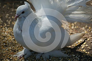 Indian Fantail