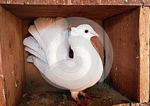 Indian fantail pigeon white fancy-pigeon bird animal domestic pigeons breed sitting in pigeonhole closeup image photo