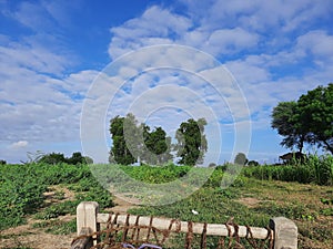 An indian farm greenry trees clouds
