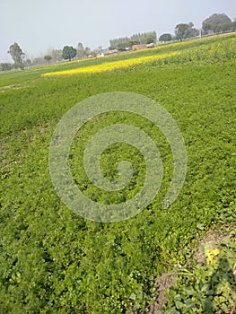 This is a indian farme .farme in coriander