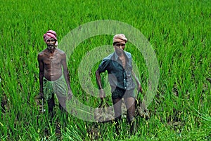 Indian Farmer