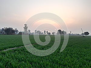 Indian farmer beautiful field from state Haryana photo