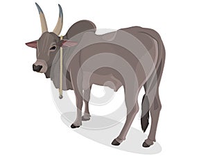 Indian bull, farmer Ox