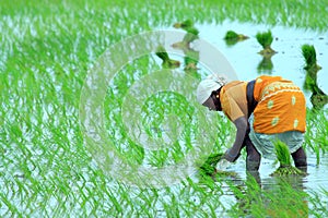 Indio agricultor sobre el 