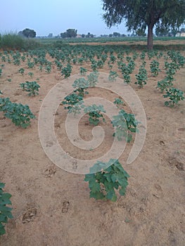 Indian farmer field picture in kapas