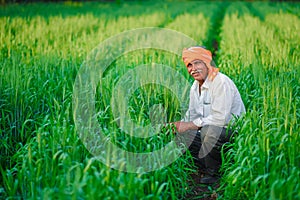 Indian farmer holding crop plant in his Wheat field