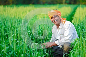 Indian farmer holding crop plant in his Wheat field