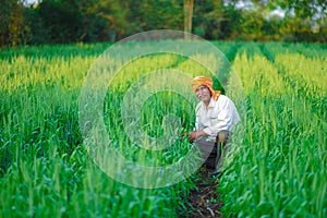 Indian farmer holding crop plant in his Wheat field