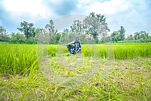 Indian farmer working in the rice paddy field..