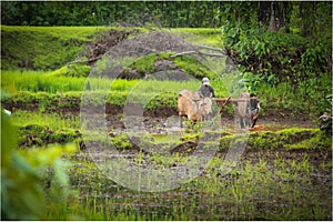 Indian farmer working in village to crop yields.