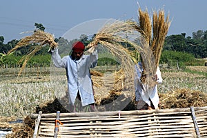 Indian farmers harvest in a paddy field .