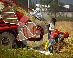 Indian farmers working in the field for to harvesting mustard